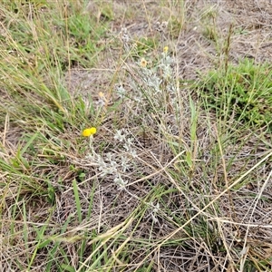 Chrysocephalum apiculatum at Hawker, ACT - 25 Feb 2025 07:43 AM