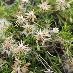 Vittadinia muelleri (Narrow-leafed New Holland Daisy) at Hawker, ACT - 25 Feb 2025 by sangio7