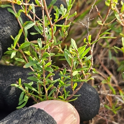 Cryptandra amara (Bitter Cryptandra) at Hawker, ACT - 25 Feb 2025 by sangio7