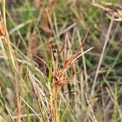 Themeda triandra (Kangaroo Grass) at Hawker, ACT - 25 Feb 2025 by sangio7