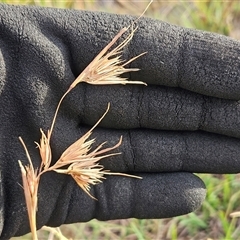 Themeda triandra at Hawker, ACT - 25 Feb 2025 07:58 AM