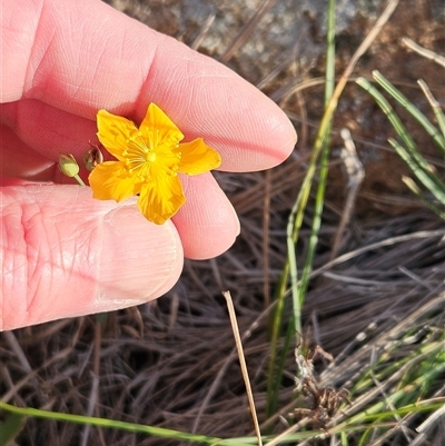 Hypericum gramineum (Small St Johns Wort) at Whitlam, ACT - 25 Feb 2025 by sangio7