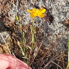 Hypericum gramineum at Whitlam, ACT - 25 Feb 2025 08:01 AM