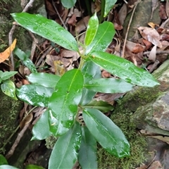 Leichhardtia flavescens (Hairy Milk Vine) at Tallong, NSW - 25 Feb 2025 by plants