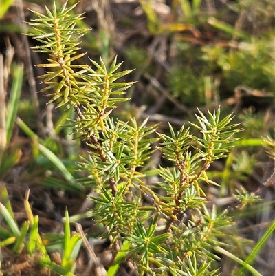 Acrotriche serrulata (Ground-berry) at Whitlam, ACT - 25 Feb 2025 by sangio7