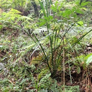 Gymnostachys anceps at Tallong, NSW - 25 Feb 2025 11:41 AM