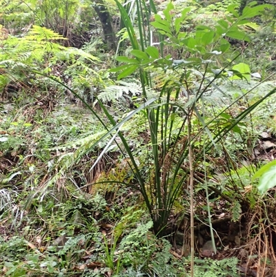 Gymnostachys anceps (Settler's Twine) at Tallong, NSW - 25 Feb 2025 by plants