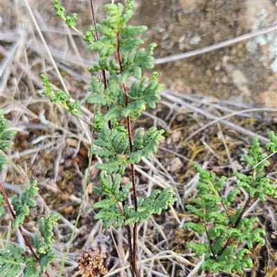 Cheilanthes sieberi subsp. sieberi (Mulga Rock Fern) at Whitlam, ACT - 25 Feb 2025 by sangio7