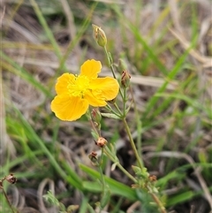 Hypericum gramineum (Small St Johns Wort) at Whitlam, ACT - 25 Feb 2025 by sangio7