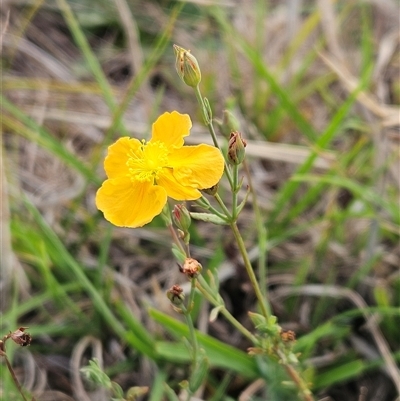 Hypericum gramineum (Small St Johns Wort) at Whitlam, ACT - 25 Feb 2025 by sangio7