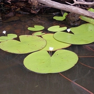 Nymphoides indica (Water Snowflake) at Ettrema, NSW - 25 Feb 2025 by plants