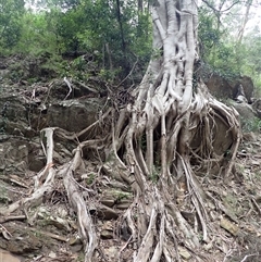 Ficus rubiginosa (Port Jackson or Rusty Fig) at Ettrema, NSW - 25 Feb 2025 by plants