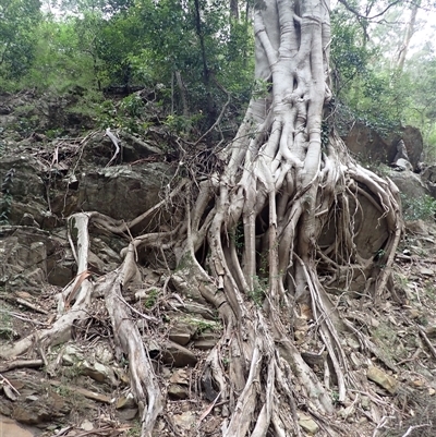 Ficus rubiginosa (Port Jackson or Rusty Fig) at Ettrema, NSW - 25 Feb 2025 by plants