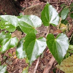 Sarcopetalum harveyanum (Pearl Vine) at Ettrema, NSW - 25 Feb 2025 by plants