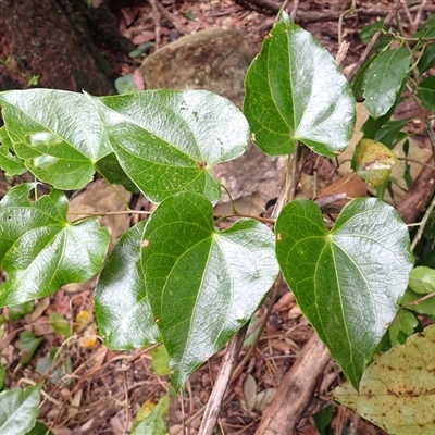 Sarcopetalum harveyanum (Pearl Vine) at Ettrema, NSW - 25 Feb 2025 by plants