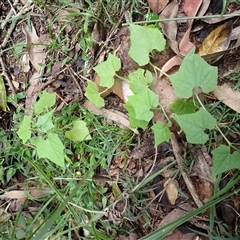 Sicyos australis (Star Cucumber) at Ettrema, NSW - 25 Feb 2025 by plants