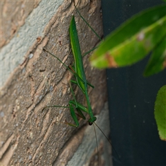 Pseudomantis albofimbriata (False garden mantis) at Harrison, ACT - 23 Feb 2025 by DPRees125