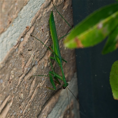 Pseudomantis albofimbriata (False garden mantis) at Harrison, ACT - 23 Feb 2025 by DPRees125