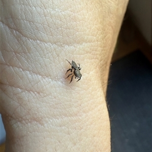 Maratus griseus (Jumping spider) at Braidwood, NSW - 22 Feb 2025 by leith7