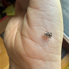 Maratus griseus at Braidwood, NSW - suppressed