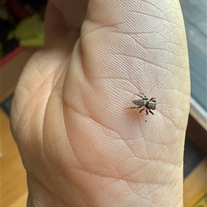 Maratus griseus at Braidwood, NSW - suppressed