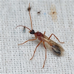 Myrmecia sp. (genus) (Bull ant or Jack Jumper) at Harrison, ACT - 23 Feb 2025 by DPRees125