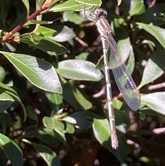 Austrolestes leda (Wandering Ringtail) at Theodore, ACT - 26 Feb 2025 by Cardy