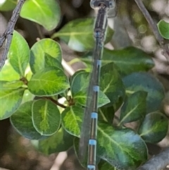 Austrolestes leda at Theodore, ACT - 26 Feb 2025 10:57 AM