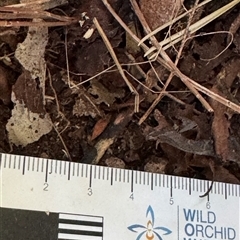 Pseudobargylia (Genus) at Emerald, VIC - suppressed