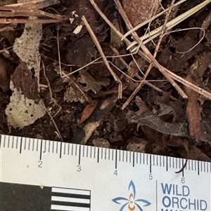 Pseudobargylia (Genus) at Emerald, VIC - suppressed