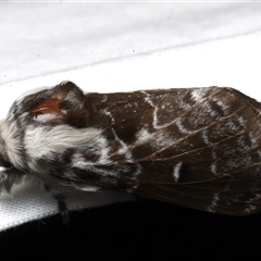 Genduara subnotata at Rosedale, NSW - 22 Feb 2025 10:18 PM