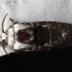 Genduara subnotata at Rosedale, NSW - 22 Feb 2025 10:18 PM