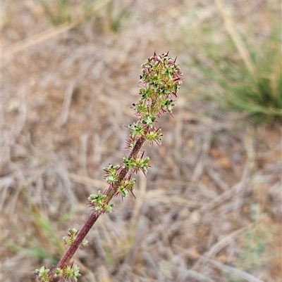 Acaena x ovina (Sheep's Burr) at Whitlam, ACT - 25 Feb 2025 by sangio7