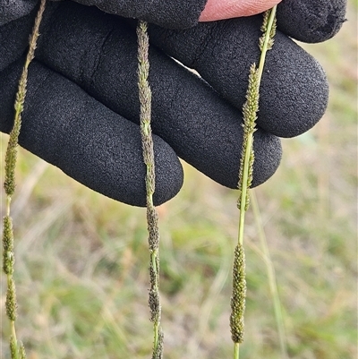 Sporobolus creber (Slender Rat's Tail Grass) at Whitlam, ACT - 25 Feb 2025 by sangio7