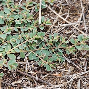 Euphorbia dallachyana at Whitlam, ACT - 25 Feb 2025 08:38 AM