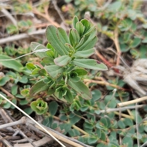 Euphorbia dallachyana at Whitlam, ACT - 25 Feb 2025 08:38 AM