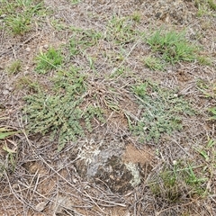 Euphorbia dallachyana at Whitlam, ACT - 25 Feb 2025 08:38 AM