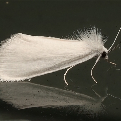 Tipanaea patulella (The White Crambid moth) at Rosedale, NSW - 22 Feb 2025 by jb2602