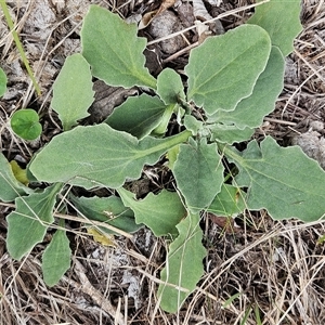 Cymbonotus sp. (preissianus or lawsonianus) at Whitlam, ACT - 25 Feb 2025 10:30 AM