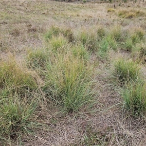 Eragrostis curvula at Hawker, ACT - 25 Feb 2025 10:50 AM