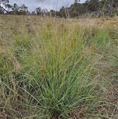 Eragrostis curvula at Hawker, ACT - 25 Feb 2025 10:50 AM