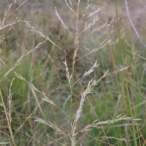 Eragrostis curvula at Hawker, ACT - 25 Feb 2025 10:50 AM