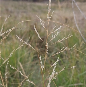 Eragrostis curvula at Hawker, ACT - 25 Feb 2025 10:50 AM