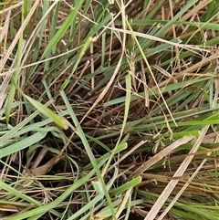 Eragrostis curvula at Hawker, ACT - 25 Feb 2025 10:50 AM