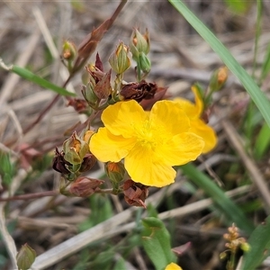 Hypericum gramineum at Hawker, ACT - 25 Feb 2025 10:53 AM