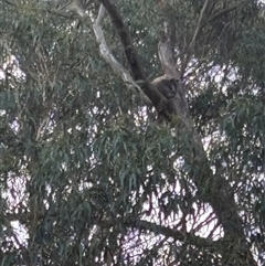 Phascolarctos cinereus at Mittagong, NSW - Yesterday by Kgreen