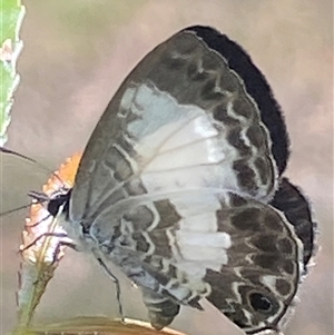 Unidentified Butterfly (Lepidoptera, Rhopalocera) by pls047