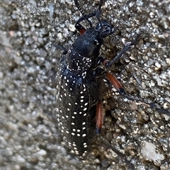 Rhipicera femorata (Feather-horned beetle) at Mitchell, ACT - 26 Feb 2025 by SteveBorkowskis