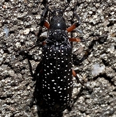 Rhipicera (Agathorhipis) femorata at Mitchell, ACT - suppressed