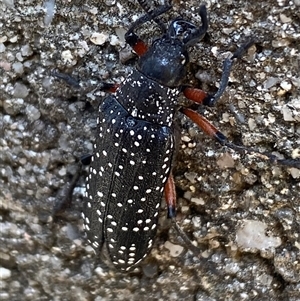 Rhipicera (Agathorhipis) femorata at Mitchell, ACT - suppressed